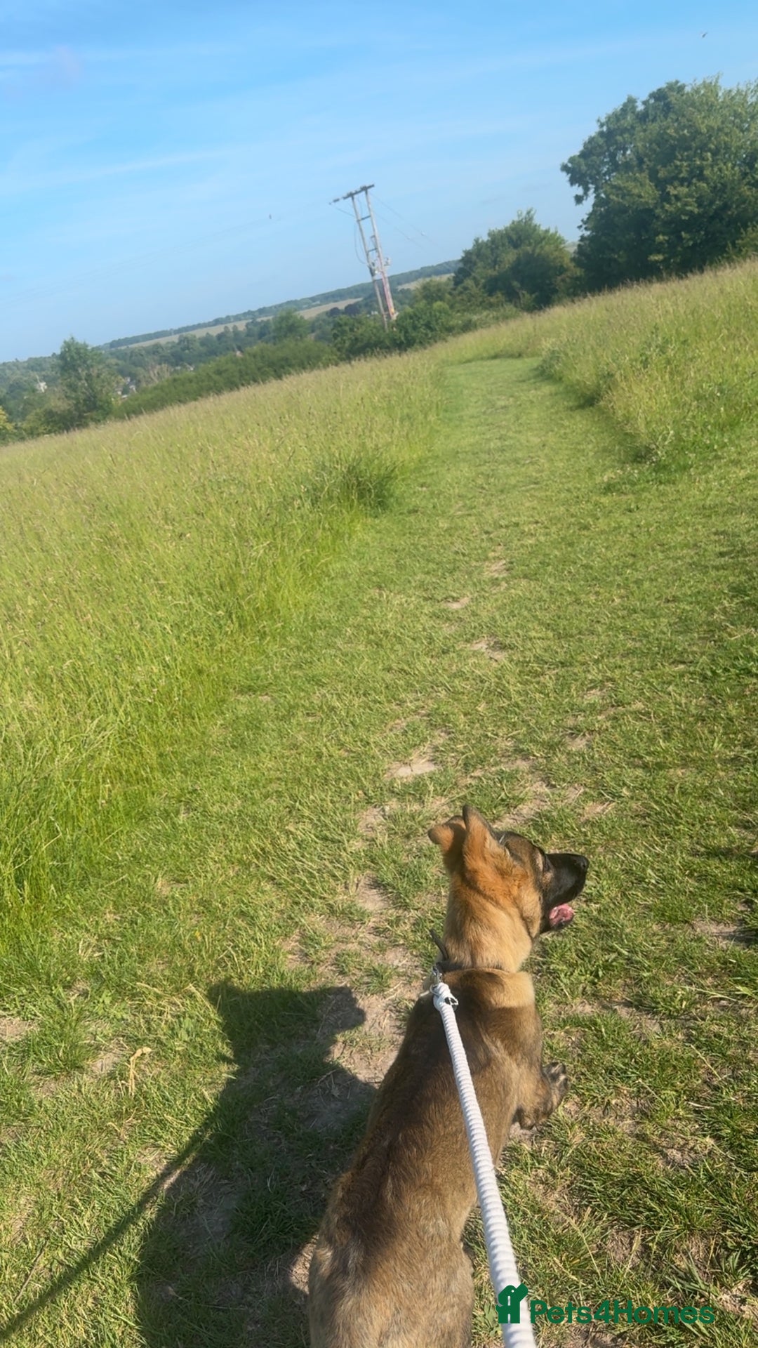 German Shepherd dogs for sale: Ozzo  - Image 6