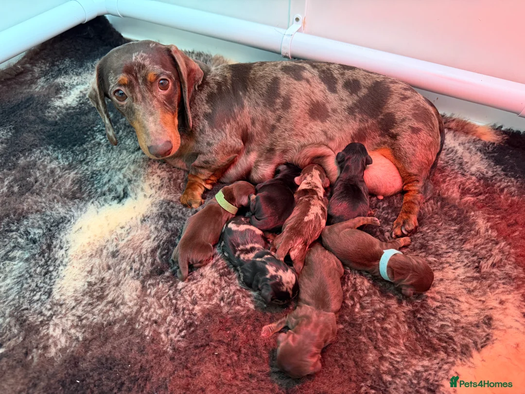 Miniature Dachshund dogs for sale: Gorgeous KC registered Miniature Dachshunds   - Advert 2