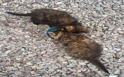 Mixed Breed cats for sale: 1 male 2 females  - Image 3