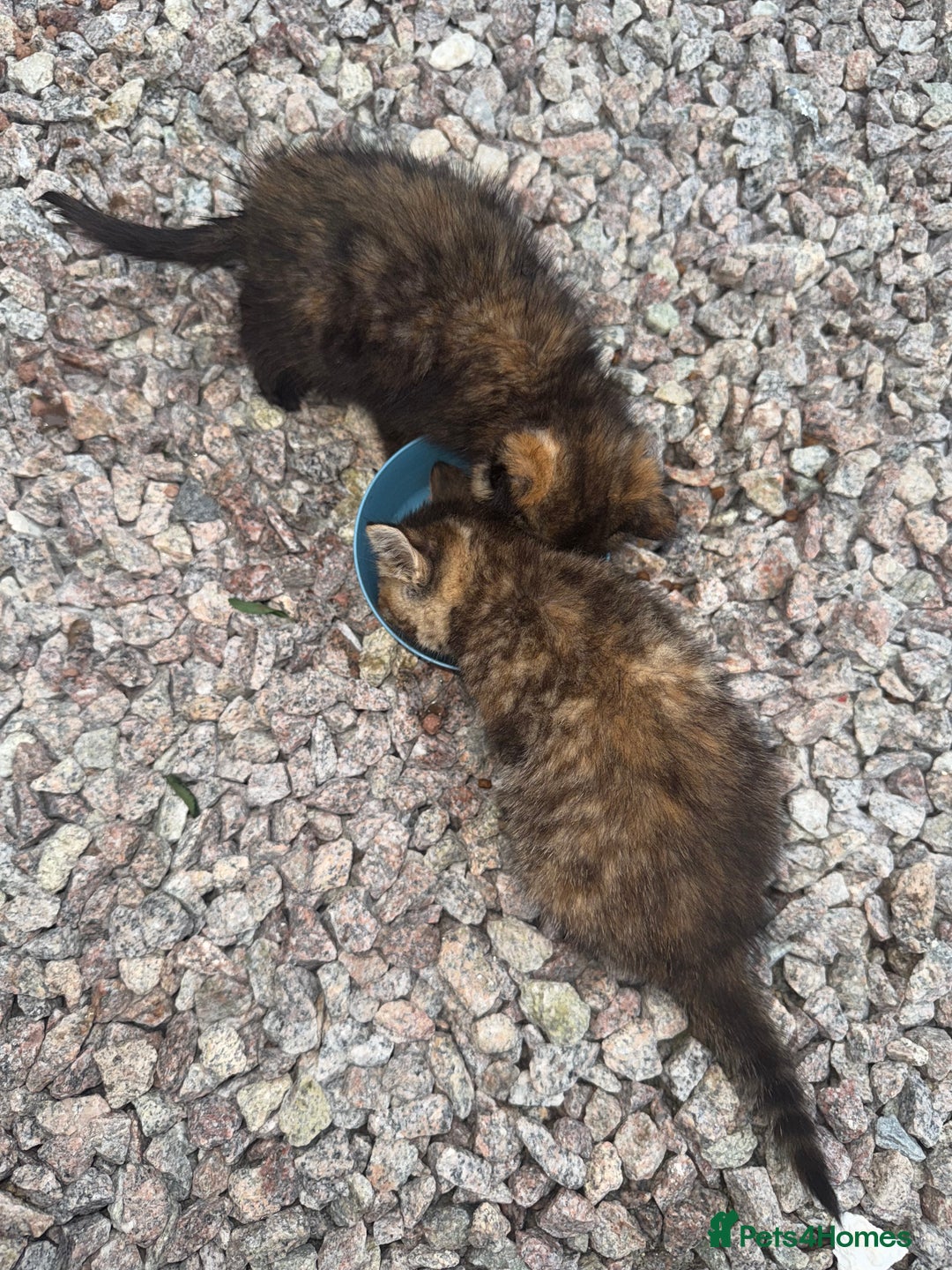 Mixed Breed cats for sale: 1 male 2 females  - Image 3