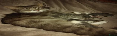 Mixed Breed Kitten 2
