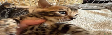 Bengal Kitten 1