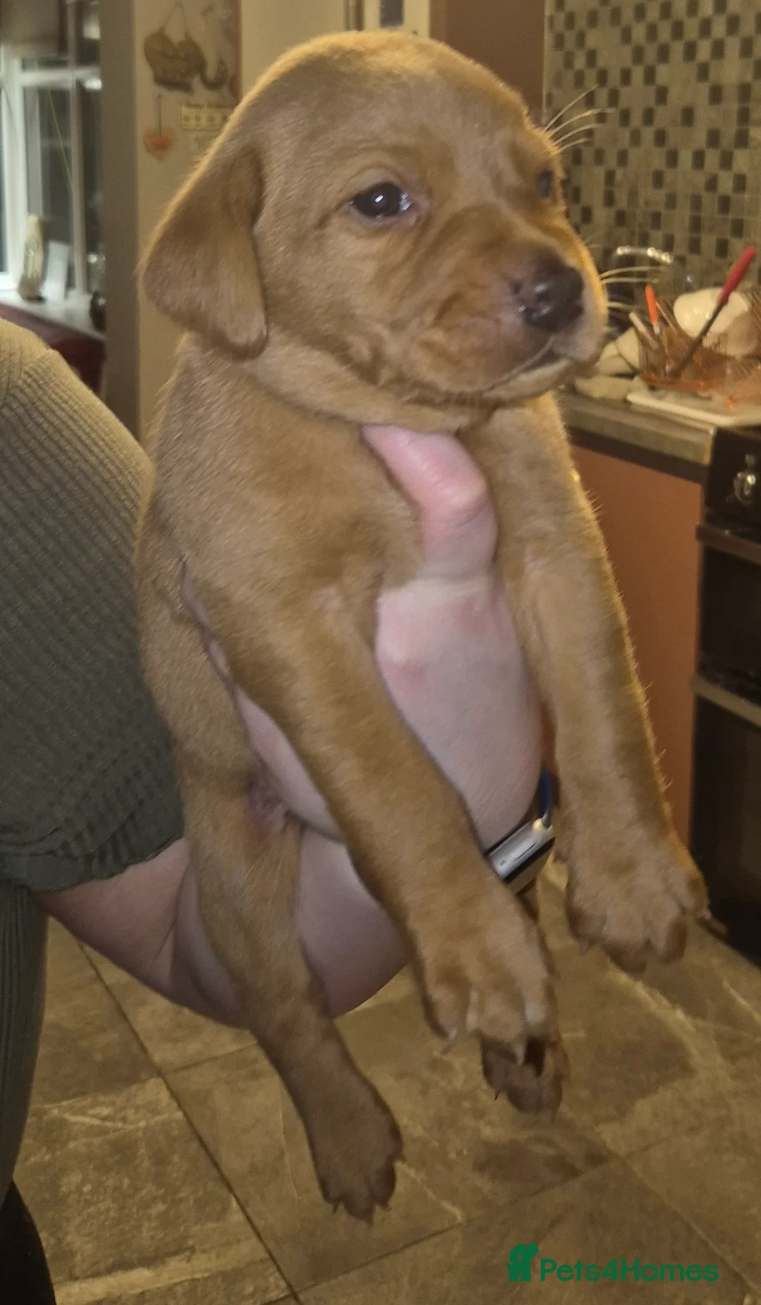 Labrador Retriever dogs for sale: Pedigree KC registered labrador pups. - Advert 23