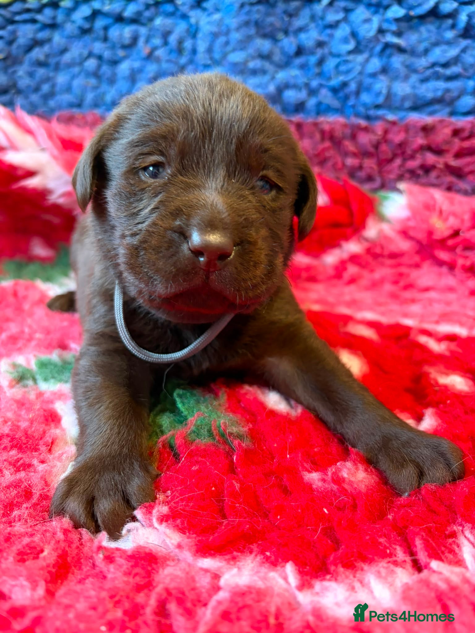 Labrador Retriever dogs Chocolate Labs Extenively health Tested  - Advert 2