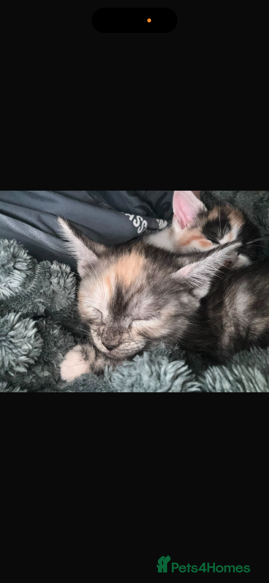 Mixed Breed cats for sale: Kitten for sale 12 weeks in Ashford - Advert 2