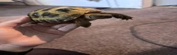 Tortoise reptiles for sale: Horsefield tortoise  - Advert 3