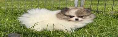 Pomeranian Puppy 2