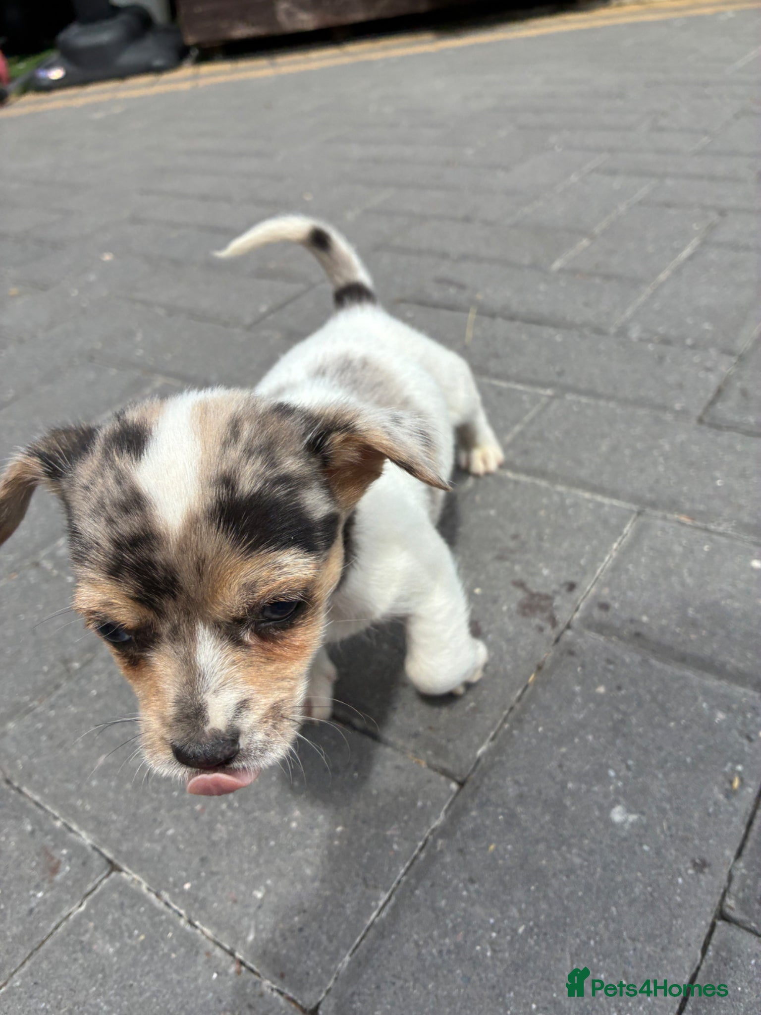 Mixed Breed dogs for sale: Jack Russell x Yorkshire Terrier  - Advert 9
