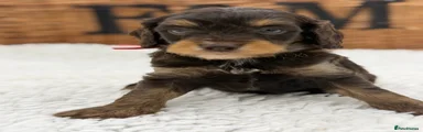 Cavapoo 1