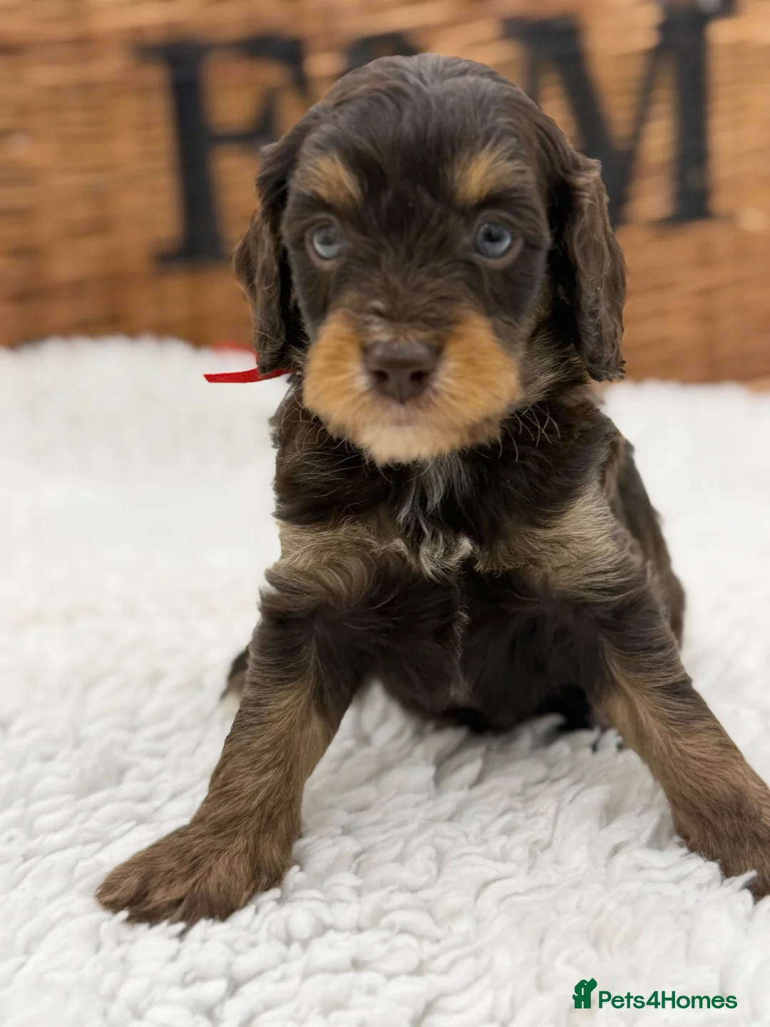 Cavapoo dogs for sale: F1 Health tested Chocolate Cavapoos - Advert 10