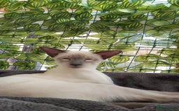 Oriental cats for sale: Full Pedigree Oriental 2 Kittens XL size ears GCCF - Image 26