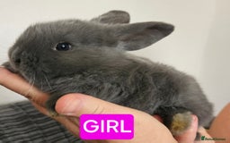 Continental Giant rabbits for sale: Continental giant babies  - Advert 4