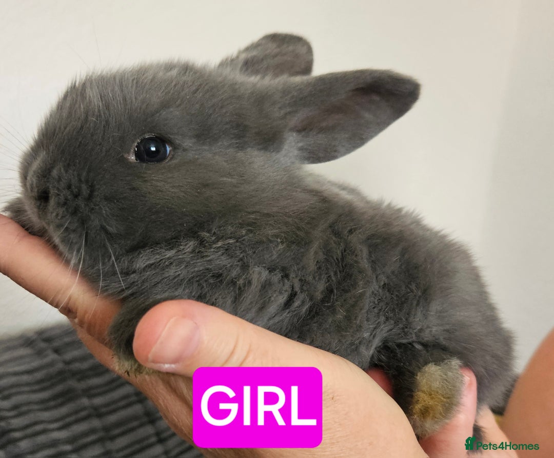 Continental Giant rabbits for sale: Continental giant babies  - Advert 4