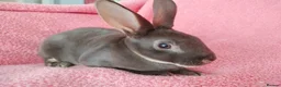 Rex rabbits for sale: Baby mini rex for sale  - Advert 2