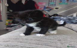 Mixed Breed cats for sale: 4 beautiful kittens looking for their forever home - Image 1