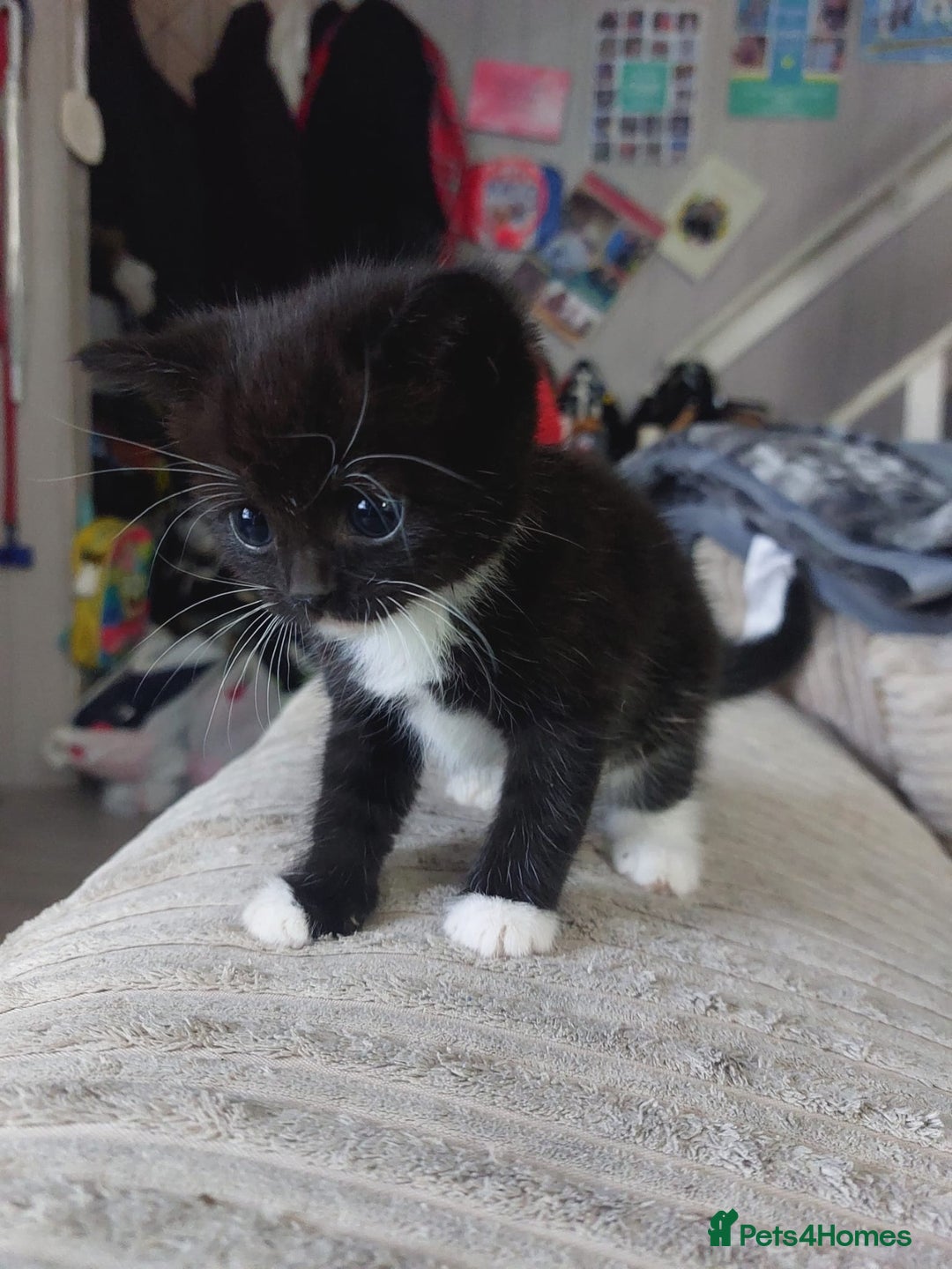 Mixed Breed cats for sale: 4 beautiful kittens looking for their forever home - Image 1