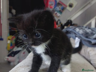 Mixed Breed cats - Advert 2