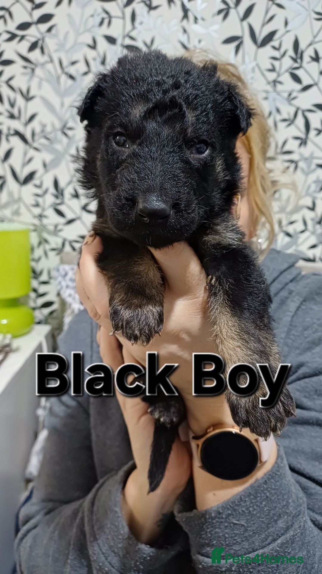 German Shepherd dogs for sale: German Shepherd Puppies - Advert 4
