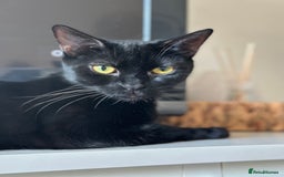 Mixed Breed cats for sale: Cat for rehoming  - Image 1