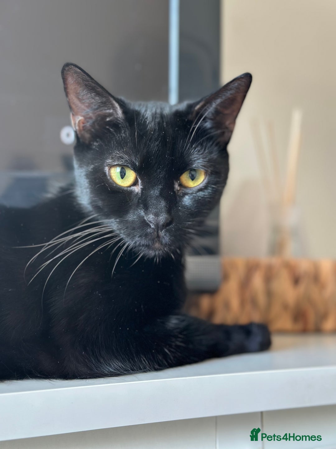 Mixed Breed cats for sale: Cat for rehoming  - Image 1