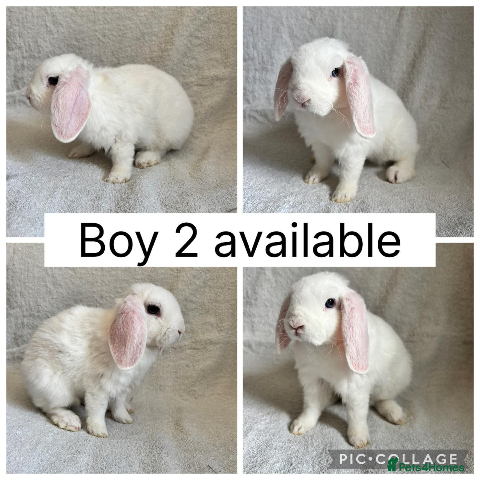 Mini Lop rabbits Beautiful baby mini lops CAN LEAVE NOW - Advert 2