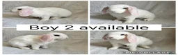 Mini Lop rabbits for sale: Beautiful baby mini lops CAN LEAVE NOW - Advert 6