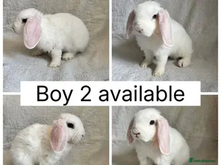 Mini Lop rabbits Beautiful baby mini lop CAN LEAVE NOW - Advert 16