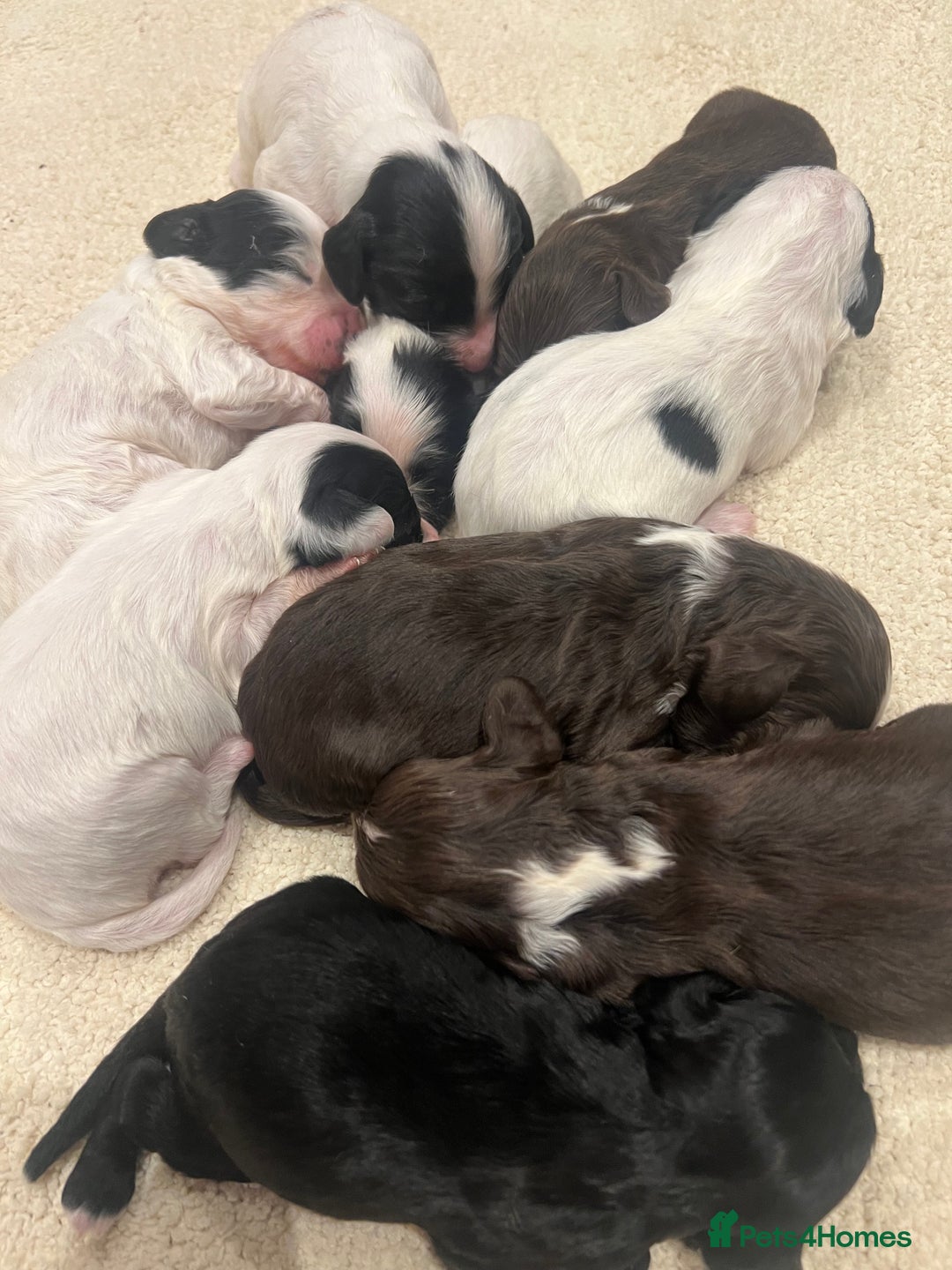 Cockapoo dogs for sale: Cockapoo puppies  - Advert 5