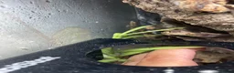 Gecko reptiles for sale: Mourning gecko enclosure and sand gecko enclosure  - Advert 7