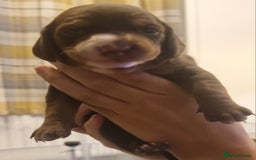 Mixed Breed dogs for sale: Dachschund x doxipoo puppies - Image 17