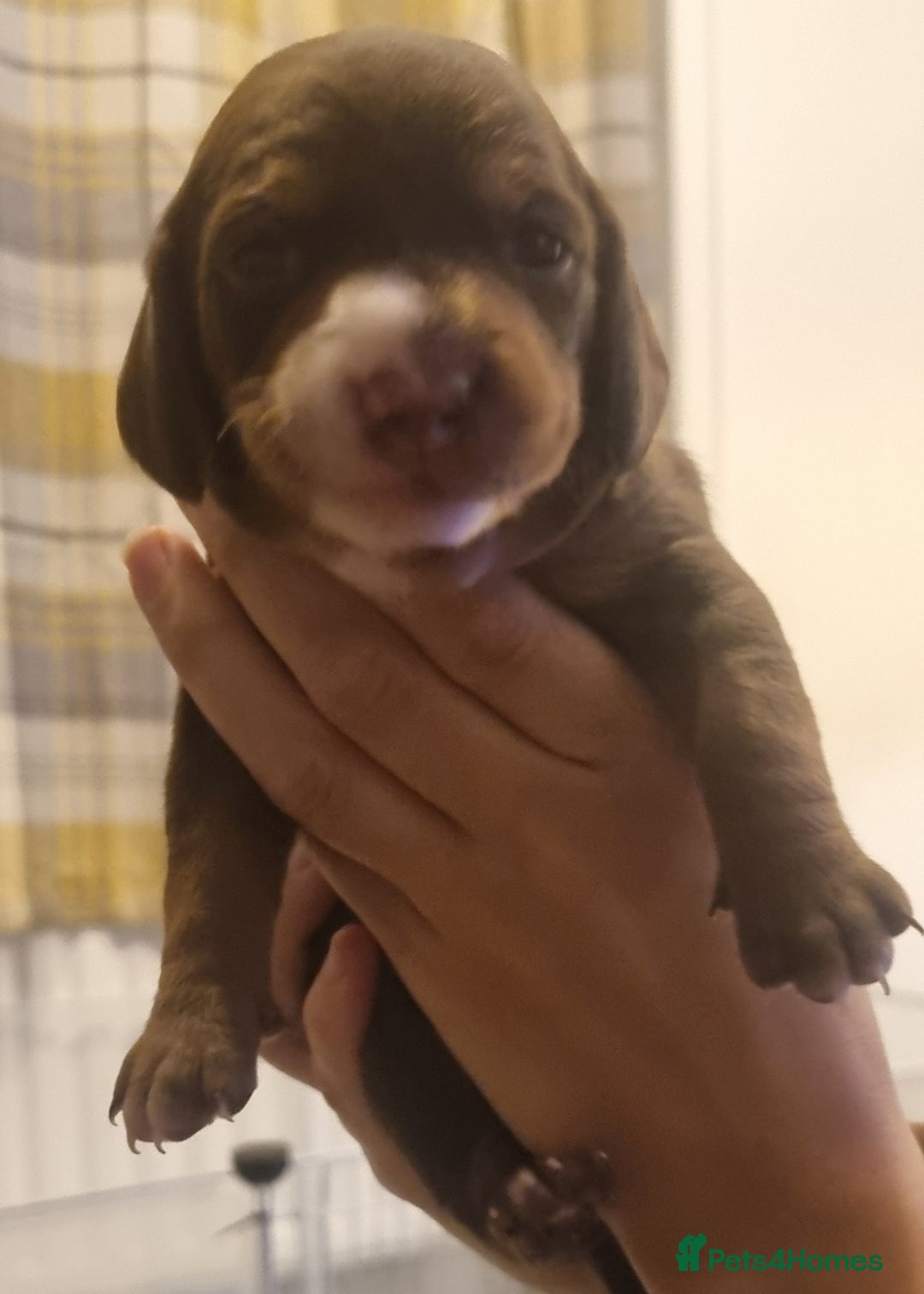 Mixed Breed dogs for sale: Dachschund x doxipoo puppies - Image 17