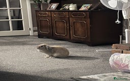 Mini Lop rabbits for sale: Baby mini lop  - Image 2