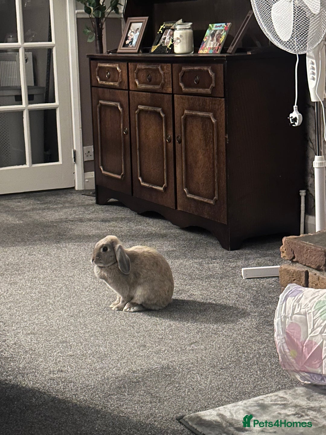 Mini Lop rabbits for sale: Baby mini lop  - Image 2