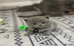 British Shorthair cats for sale: 🩶Adorable & chunky GCCF Bsh kittens🩶 - Image 8