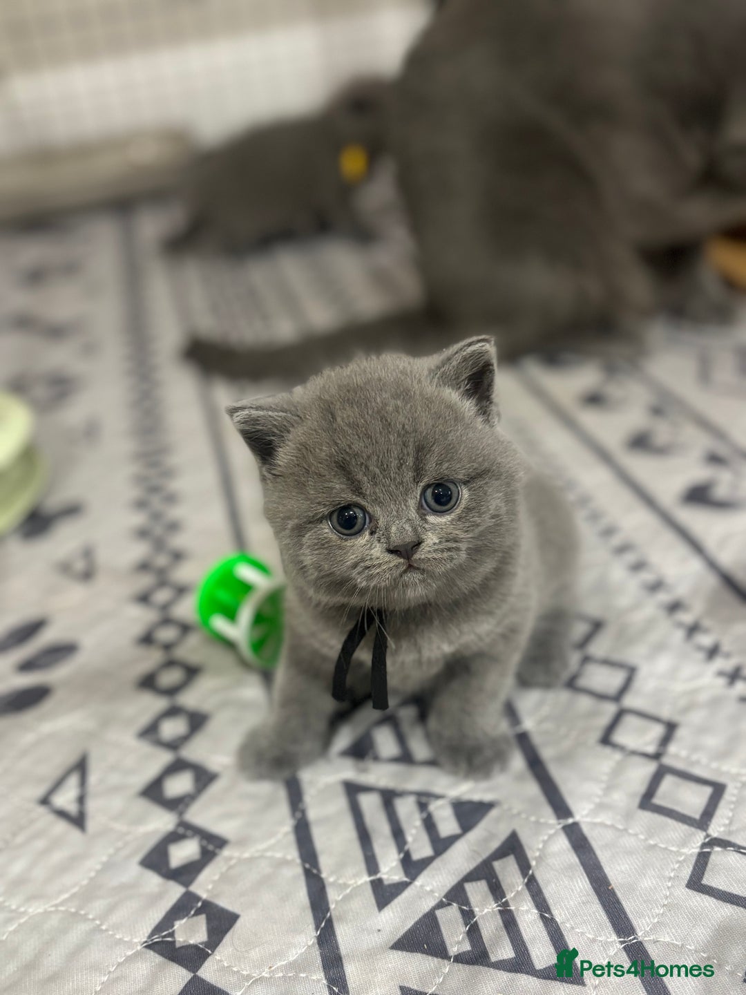 British Shorthair cats for sale: 🩶Adorable & chunky GCCF Bsh kittens🩶 - Image 8