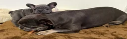 French Bulldog dogs for sale: Stunning Kc registered French Bulldog Pups - Advert 2