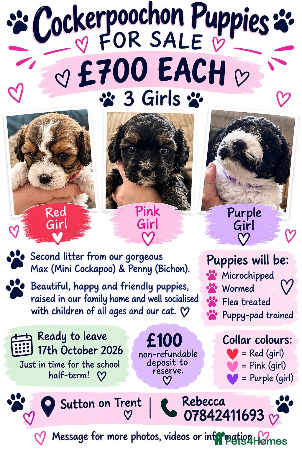 Mixed Breed dogs  COCKERPOOCHON PUP LOOKING FOR THEIR FOREVER HOMES - Advert 2