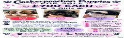 Mixed Breed dogs for sale:  COCKERPOOCHON PUP LOOKING FOR THEIR FOREVER HOMES in Newark - Advert 1