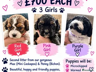 Mixed Breed dogs COCKERPOOCHON PUP LOOKING FOR THEIR FOREVER HOMES - Advert 2