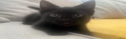 Mixed Breed cats for sale: Beautiful Black Kittens 🐾 - Advert 6