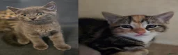 Mixed Breed cats for sale: Two Kittens For Sale - Advert 1