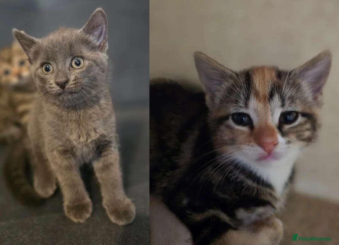 Mixed Breed cats for sale: Two Kittens For Sale - Advert 1