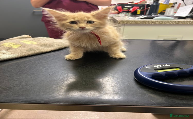 Maine Coon cats - Advert 1