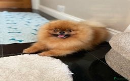 Pomeranian dogs for sale: Orange male Pomeranian Russian lines 🧡 - Image 3