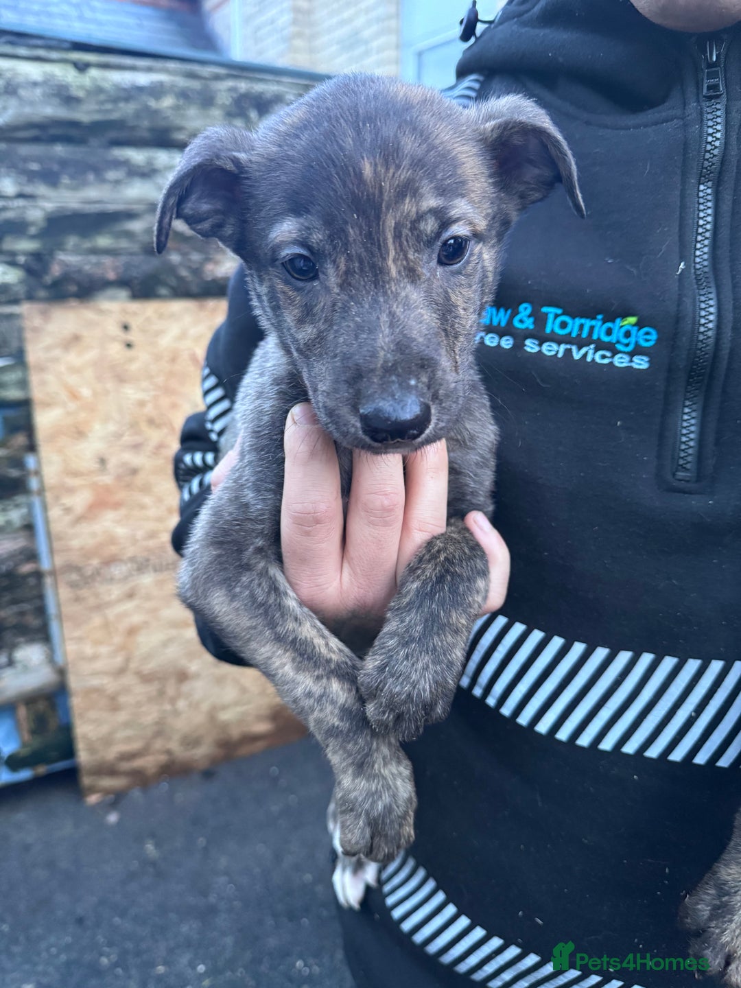 Mixed Breed dogs for sale: Beautiful litter of puppies  - Advert 6