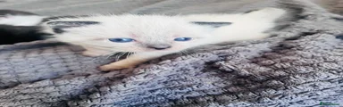 Female Siamese 