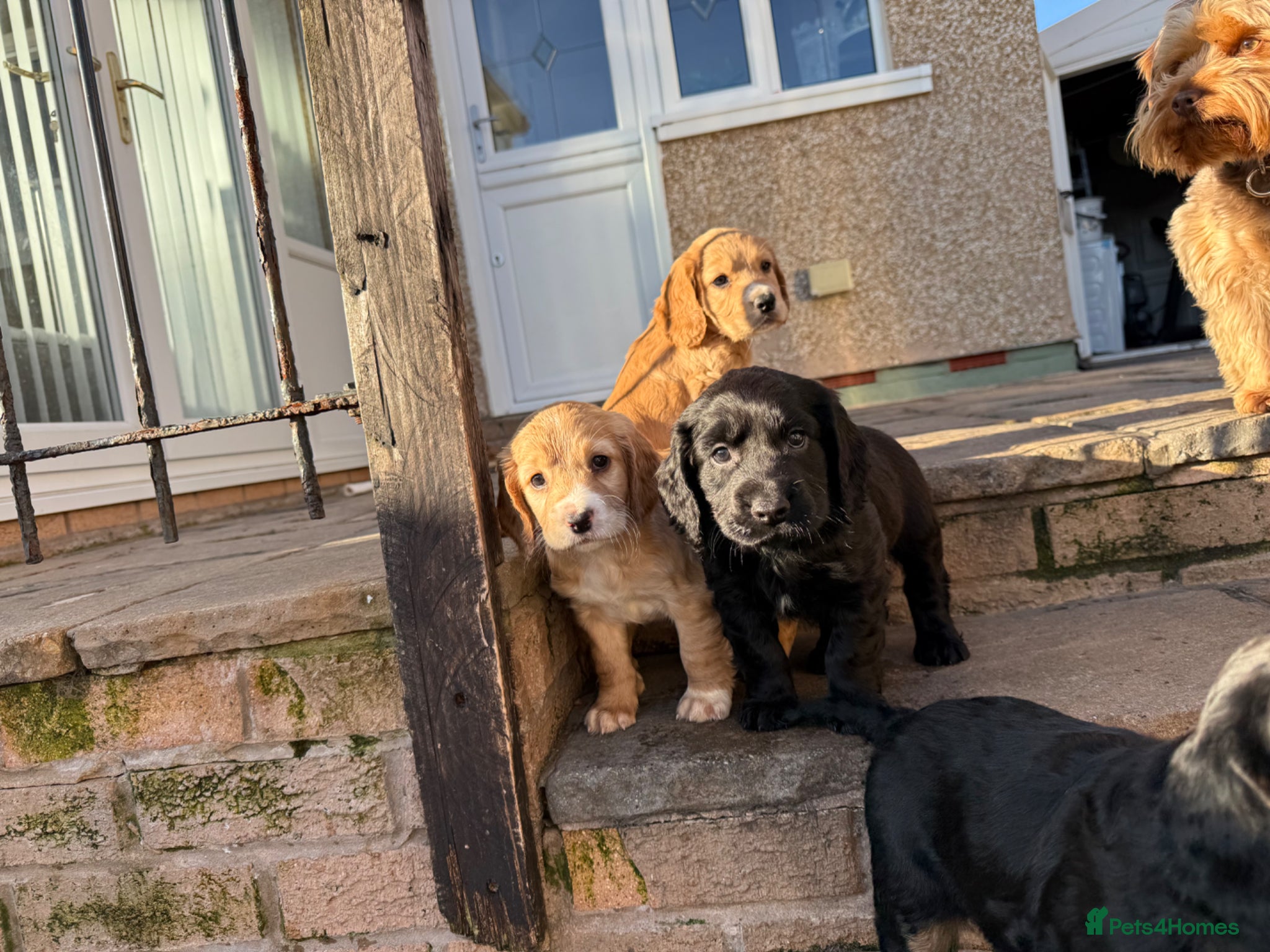 Cocker Spaniel dogs 3 remaining, Working cockers ready 7th may!  - Advert 6