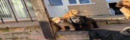 Cocker Spaniel dogs for sale: 1 puppy remaining cocker spaniels ready 07/05 - Advert 6