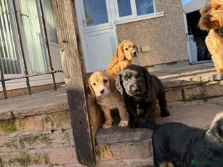 Cocker Spaniel dogs 3 remaining, Working cockers ready 7th may! - Advert 15