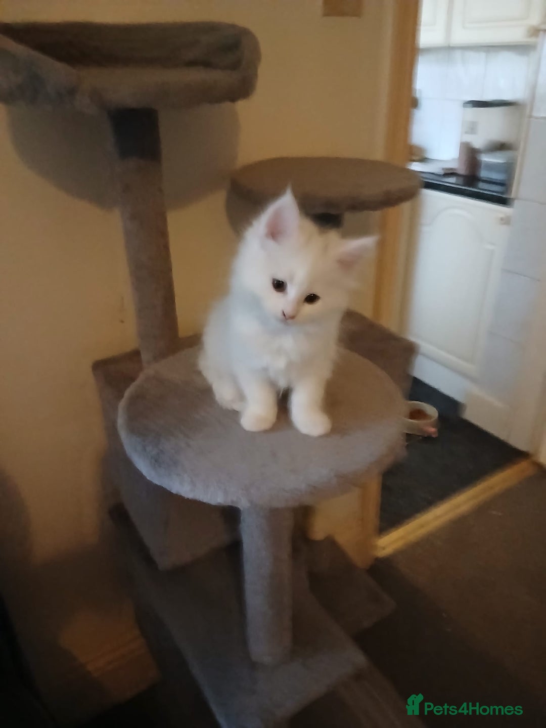 Maine Coon cats for sale: Maine coon kitten for sale - Advert 3